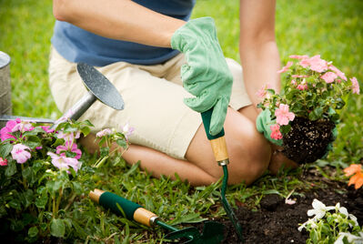 Someone gardening